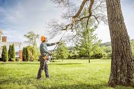 Why Choose Our Tree Removal Services in Desert View Highlands, CA?